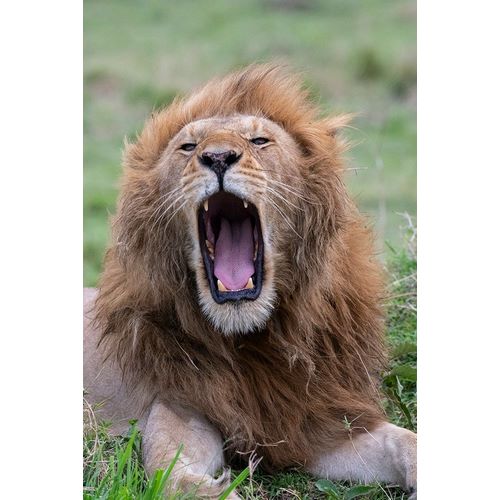 Hopkins, Cindy Miller 아티스트의 Africa-Kenya-Serengeti Plains-Maasai Mara-Male lion yawning작품입니다.